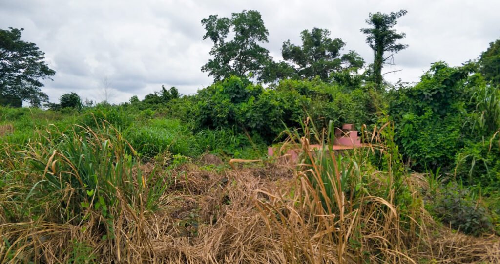 Graves in bush in Broklyn