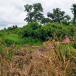 Graves in bush in Broklyn