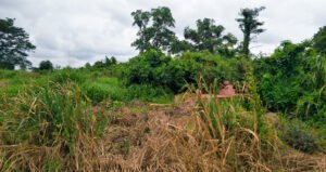 Graves in bush in Broklyn