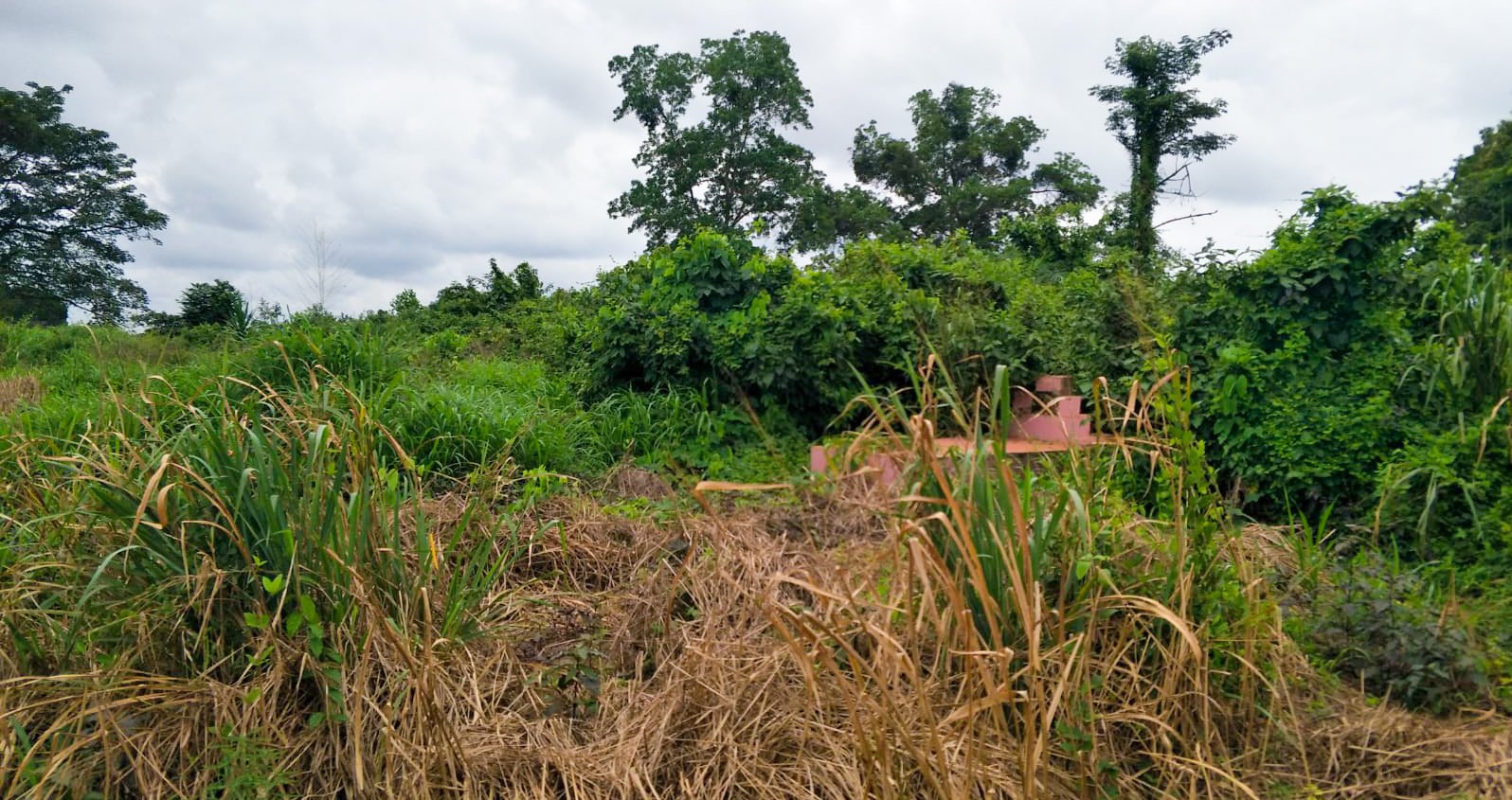 Graves in bush in Broklyn